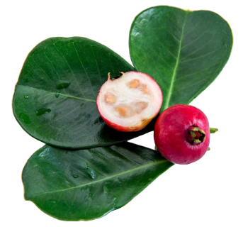 files/red-fruit-psidium-cattleyanum-white-background-leaf-fruit-cattley-guava_1.png